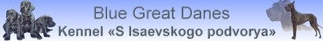 Питомник немецких догов 'С Исаевского подворья'. Голубой окрас. Москва. Elena Troshina Owner of Blue Great Danes Kennel 'S Isaevskogo podvorya'
