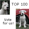 Dogo argentino TOP 100