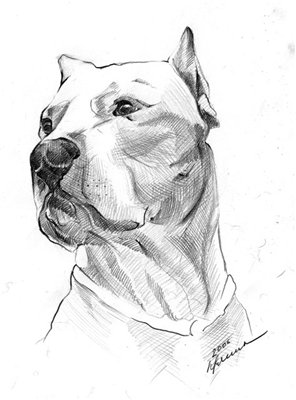 dogo argentino Veron